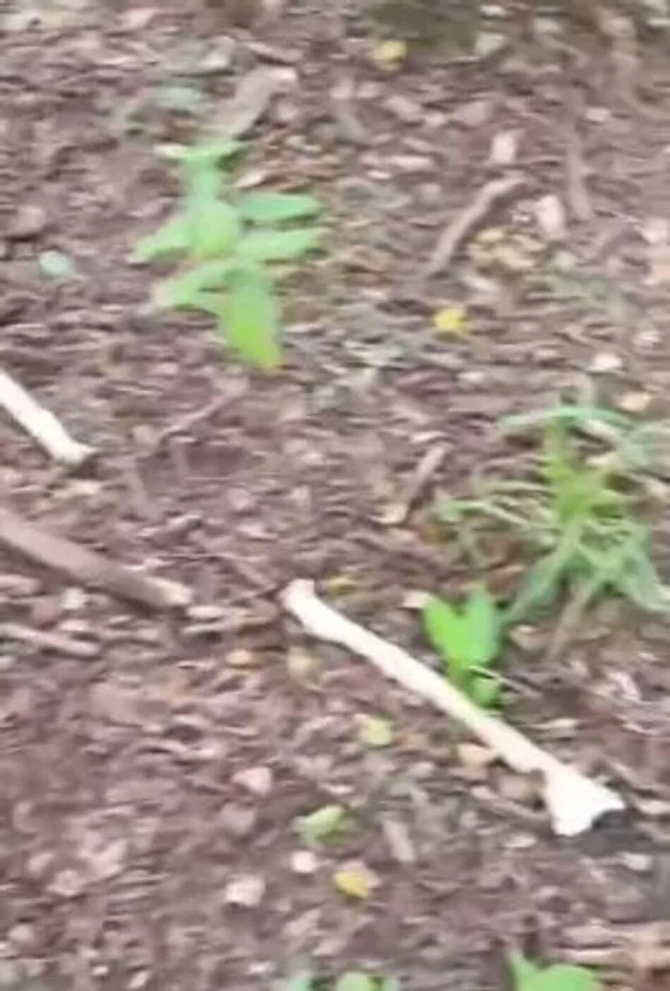 Encontraron restos humanos en Salta. Foto: NA.