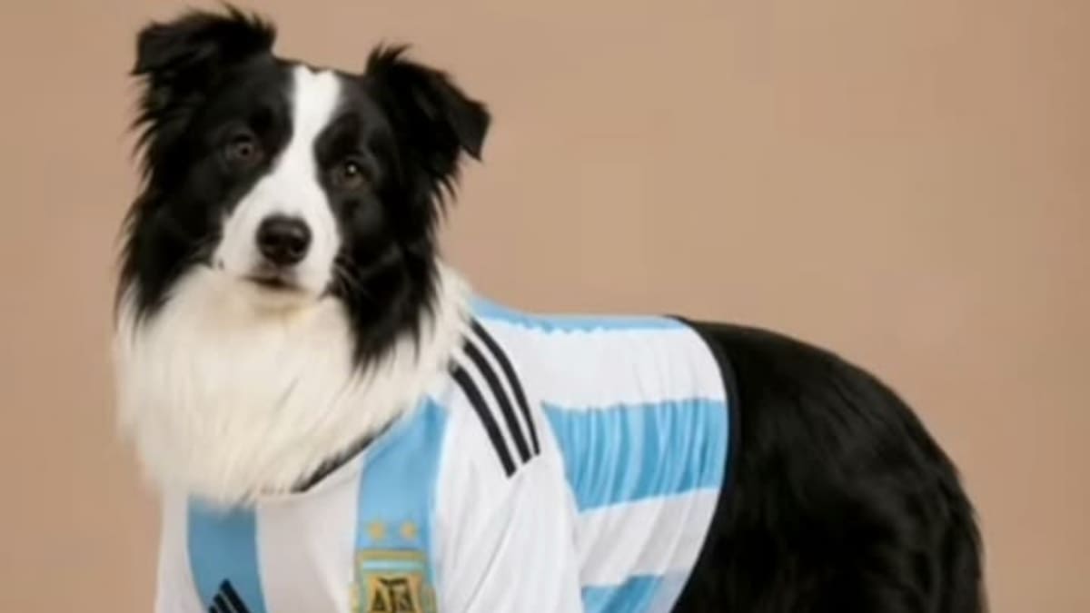 Perritos vestidos del Mundial