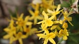 Un rincón soñado: la planta trepadora originaria de China que inundará tu jardín de flores amarillas