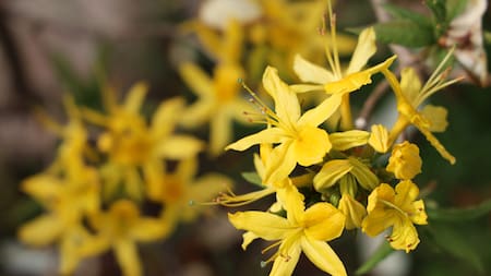 La planta trepadora originaria de China que inundará tu jardín de flores amarillas.