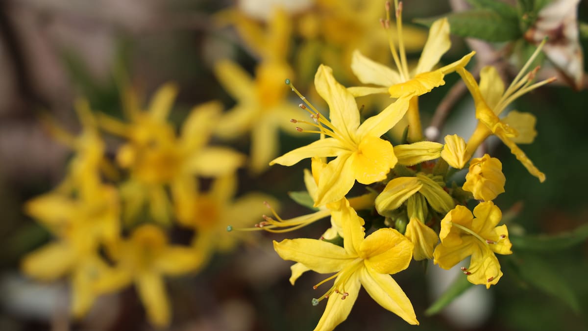 Un rincón soñado: la planta trepadora originaria de China que inundará tu jardín de flores amarillas