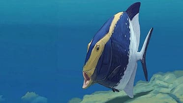 Una especie asombrosa: descubrieron el fósil de un pez de 310 millones de años con la mordedura lingual más antigua