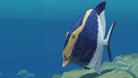 Platysomus parvulus, pez fósil de 310 millones de años.