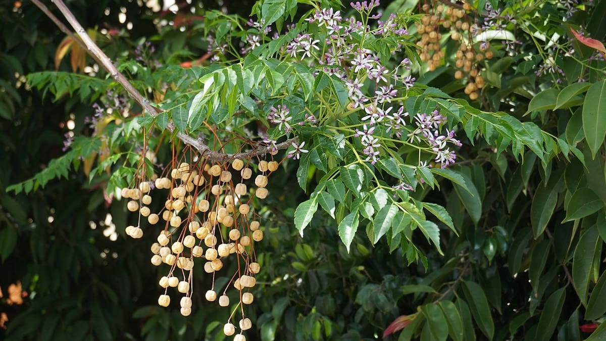 El árbol del paraíso