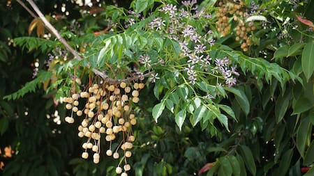 El árbol del paraíso