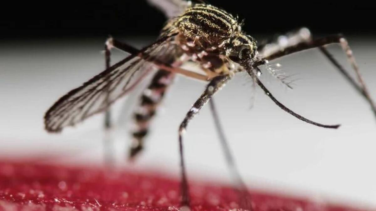 Dengue, mosquito. Foto: REUTERS