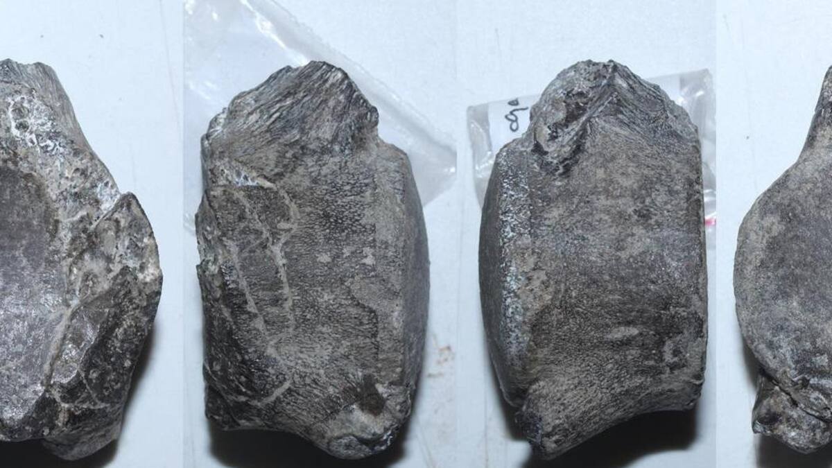 Descubren en Chile un nuevo mosasaurio que vivió hace 66 millones de años, EFE