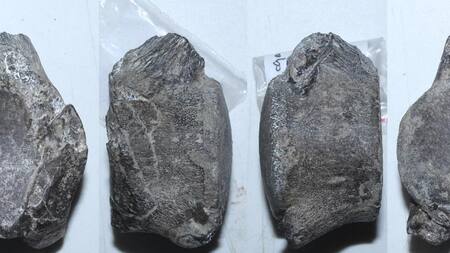 Descubren en Chile un nuevo mosasaurio que vivió hace 66 millones de años, EFE