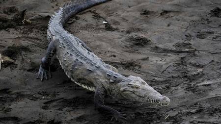 Alertan por la presencia de cocodrilos en las playas de México. Foto: EFE
