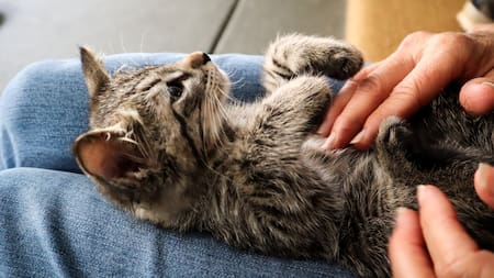 Los gatos son la mejor compañia para quienes sufren emocionalmente. Foto: Unsplash