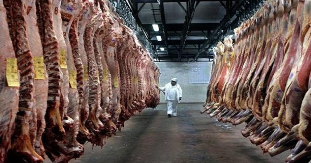 Argentina multiplicó por 20 las exportaciones de sebo bovino y quedó cuarta en el ranking mundial | canal26.com