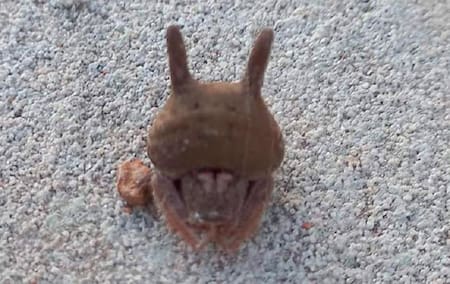 Alarma en Entre Ríos por el hallazgo de una peligrosa araña