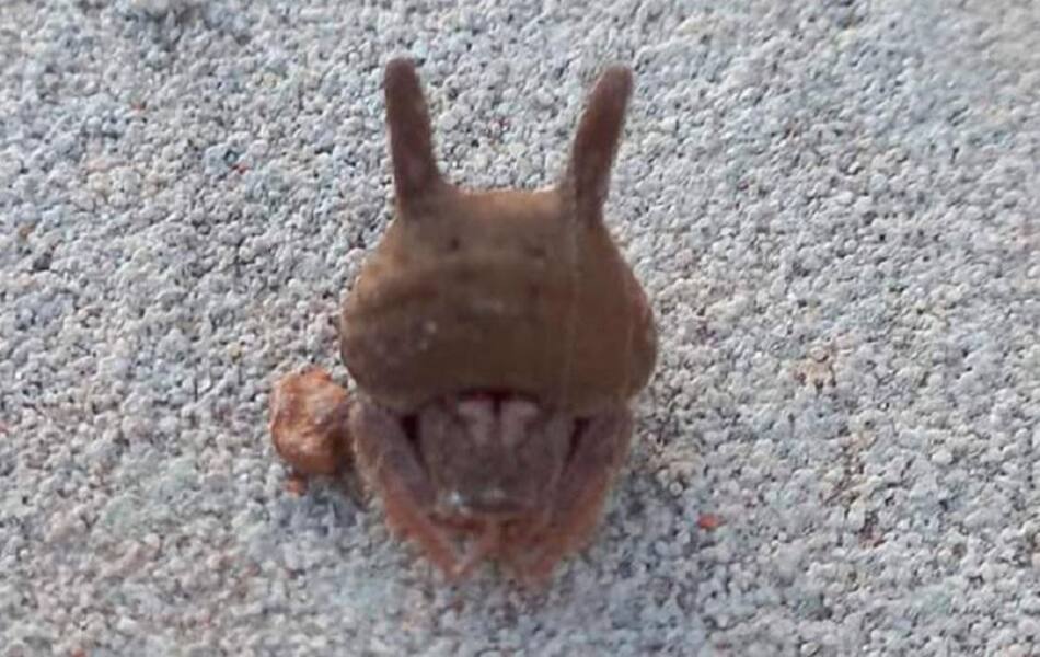 Alarma en Entre Ríos por el hallazgo de una peligrosa araña