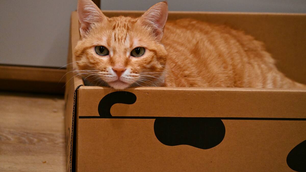 Un comportamiento que se explica solo: ¿por qué los gatos adoran las cajas?