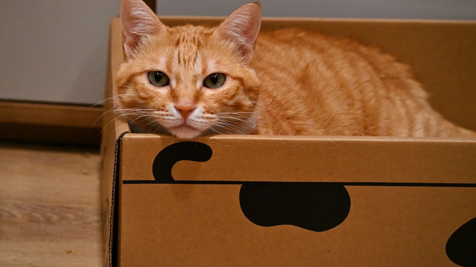 Un comportamiento que se explica solo: ¿por qué los gatos adoran las cajas?