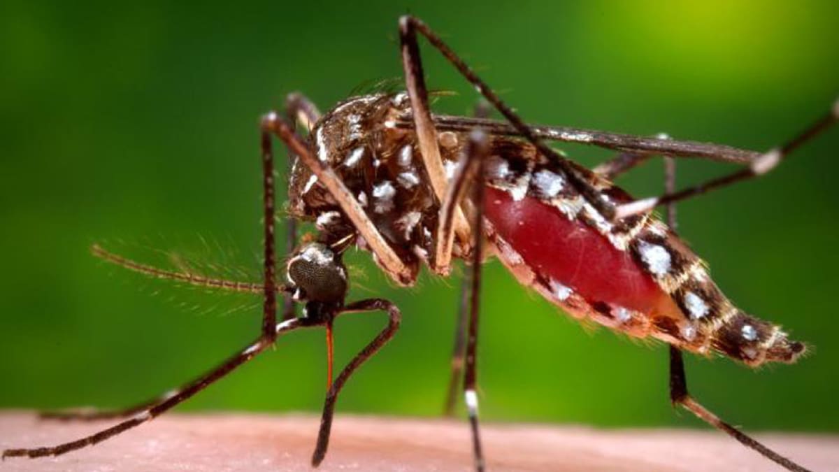 Aedes aegypti, transmite el dengue y la fiebre chikungunya. Foto: NA.