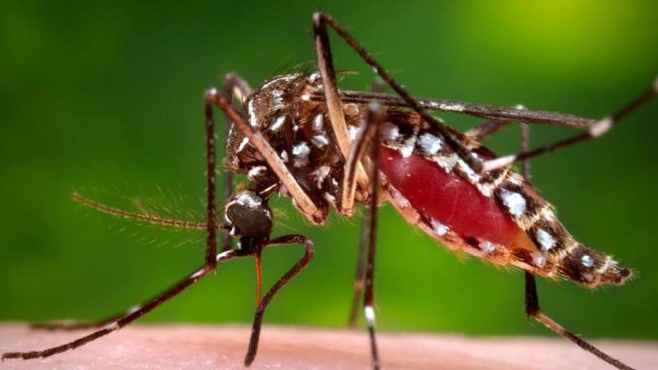 Aedes aegypti, transmite el dengue y la fiebre chikungunya. Foto: NA.