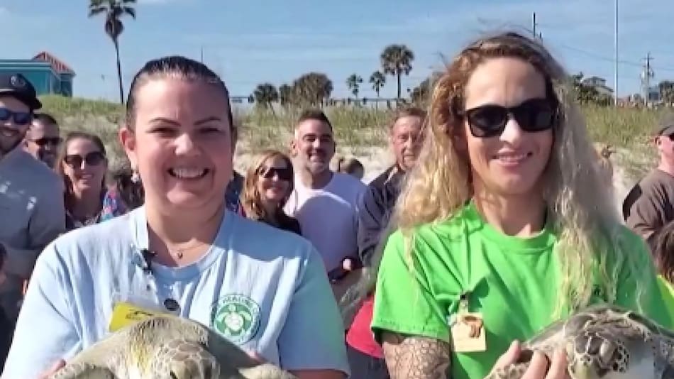 Leli y Gucci, las tortugas rescatadas en Florida. Foto: X.