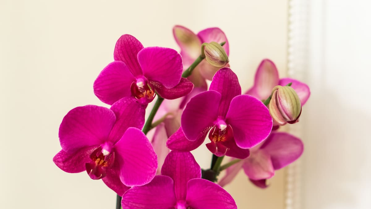 Orquídea, planta.