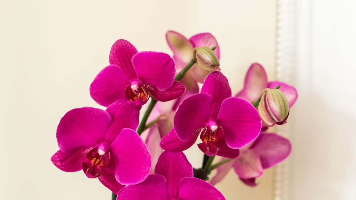 Orquídea, planta.
