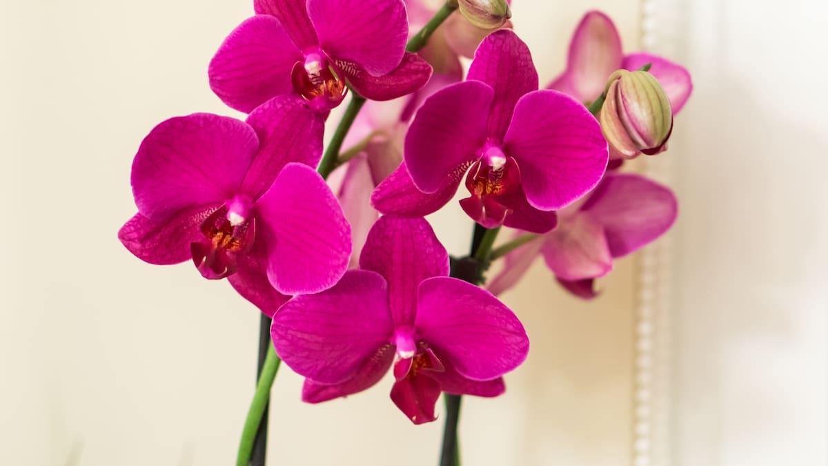 Habrá rosas, orquídeas y suculentas: falta muy poco para la Feria del Botánico, con entrada gratis y paseo de compras