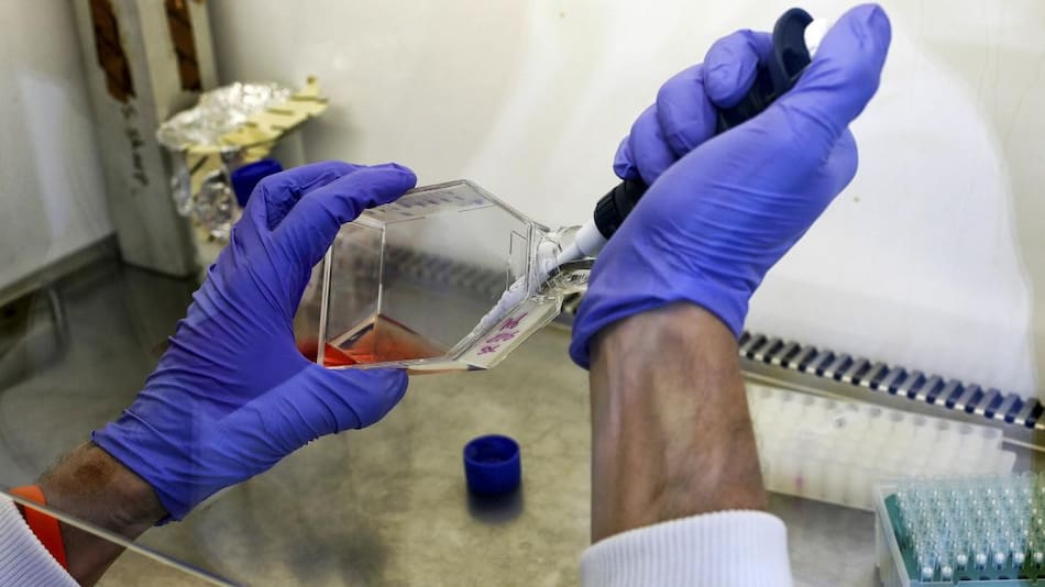 Científico cultiva células cancerosas en un laboratorio. Foto: ilustrativa, REUTERS.