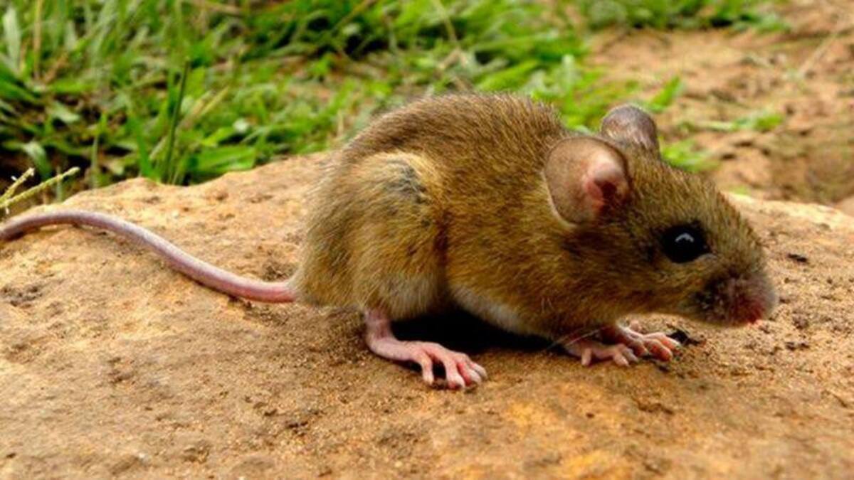 Hantavirus, rata
