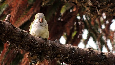 Cotorras. Foto Pixabay.