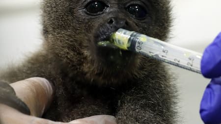 Colombia: rescataron una cría de mono apartada de su hábitat natural para ser una mascota