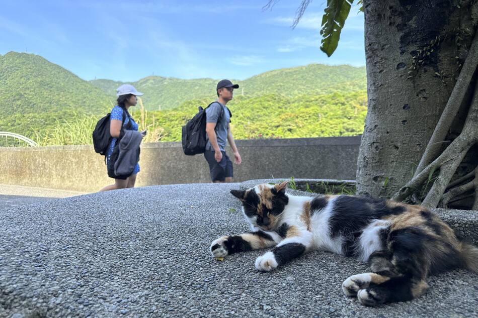 Houtong, el pueblo taiwanés que cambió las minas de carbón por el amor a los gatos. Foto: EFE.