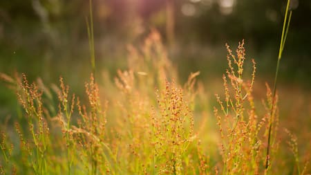 El poderoso yuyo que tiene miles de propiedades curativas. Foto: Unsplash