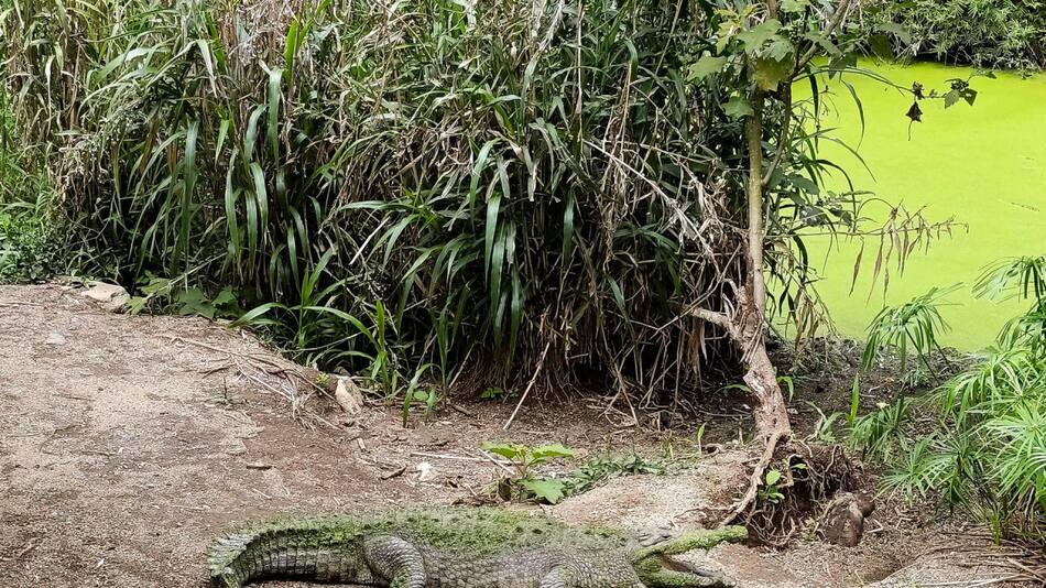 Costa Rica cierra sus zoológicos. Foto: EFE