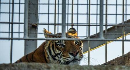 Cuatro tigres de Bengala abandonados, foto NA