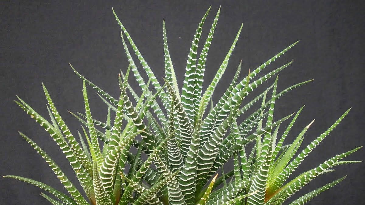 La planta cebra, la planta ideal para los principiantes en jardinería