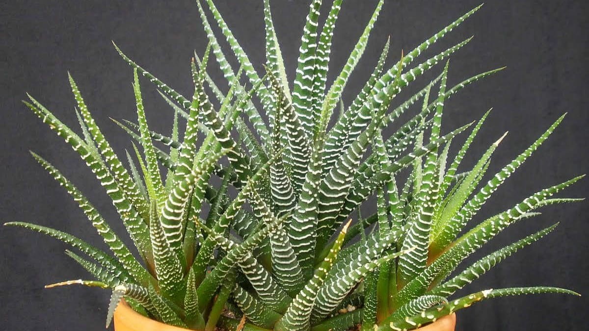 Los jardineros siempre la recomiendan: “La planta cebra es ideal para decorar la casa y para principiantes”