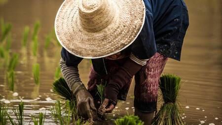 Brasil prevé un descenso del 2,8 % en su cosecha de 2024 por los impactos del clima. Foto: Unsplash