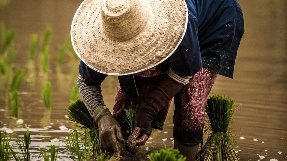 Brasil prevé un descenso del 2,8 % en su cosecha de 2024 por los impactos del clima. Foto: Unsplash