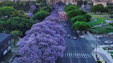Una belleza deslumbrante: ¿cuánto tarda el jacarandá en dar flores desde su plantación?