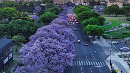 Jacarandas en Buenos Aires.