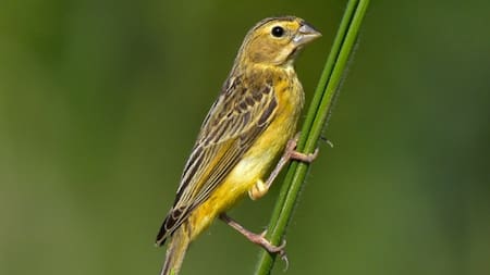 Ave Misto (Sicalis luteola). Fuente: ebird