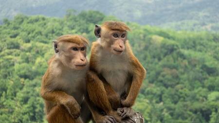 El mono de toque está en peligro de extinción. Foto: Conservatorio de primates de Nueva Inglaterra.
