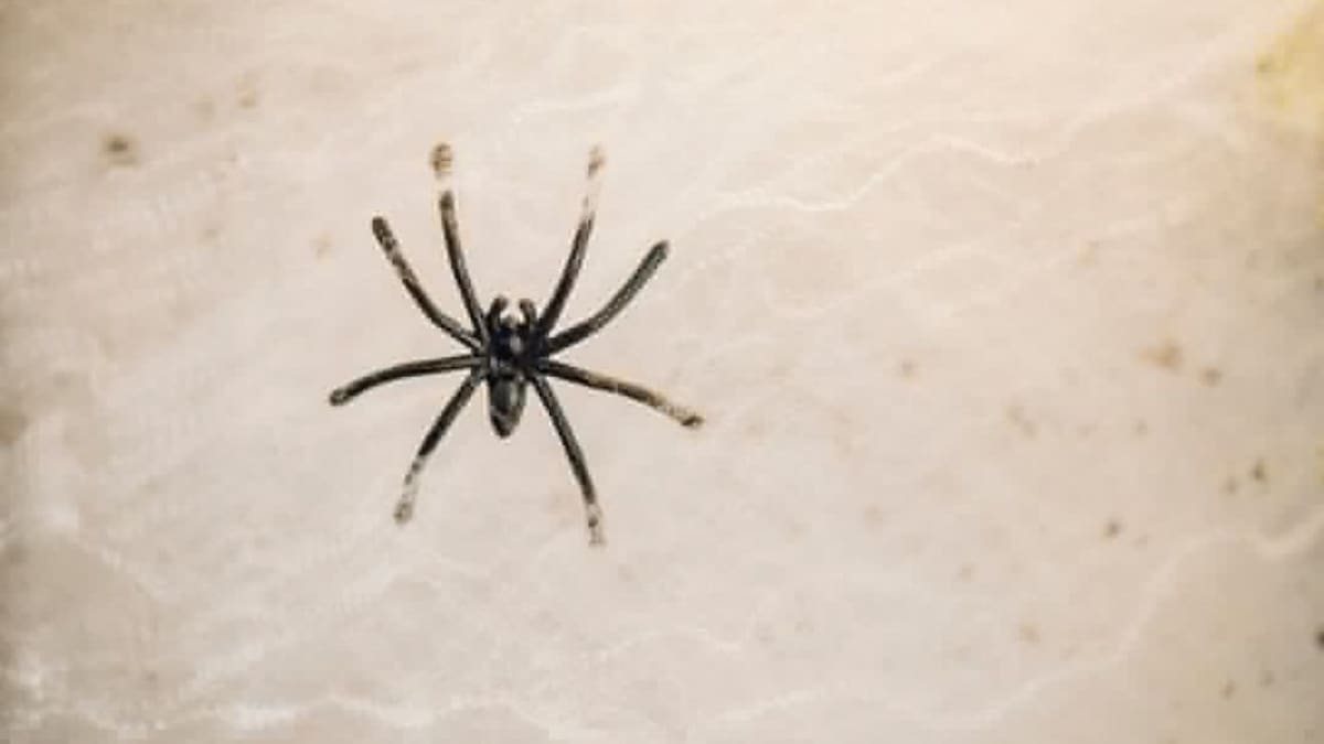 Araña. Foto: Freepik
