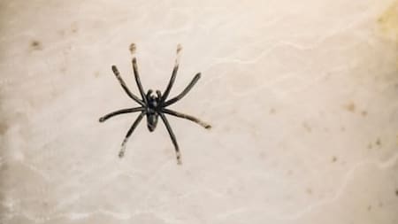 Araña. Foto: Freepik