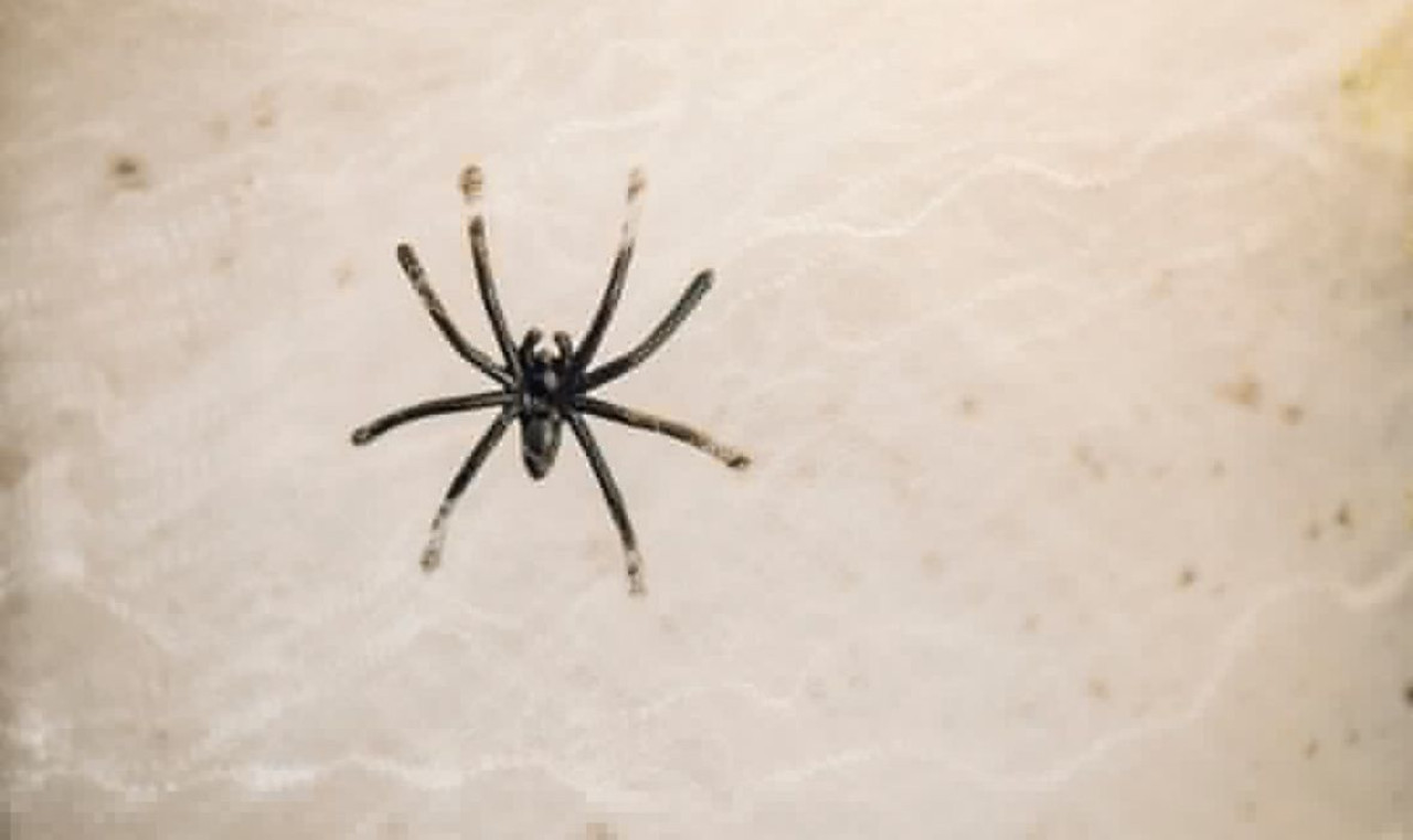 Araña. Foto: Freepik