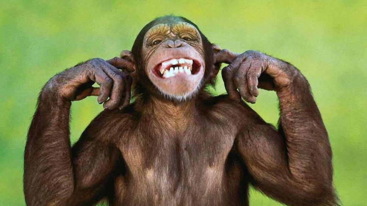 Mono, animal