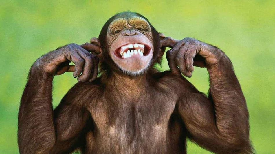 Mono, animal