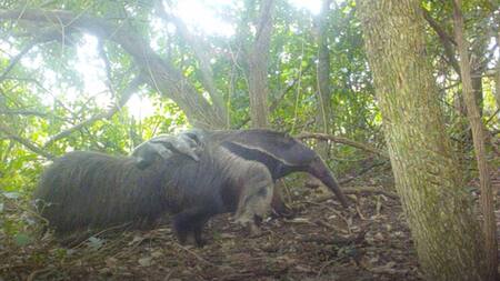 Nacieron osos hormigueros mellizos en el Parque Nacional Iberá. Foto: X