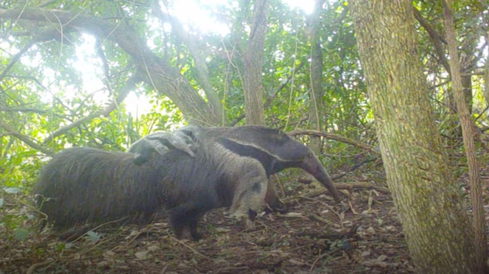Nacieron osos hormigueros mellizos en el Parque Nacional Iberá. Foto: X