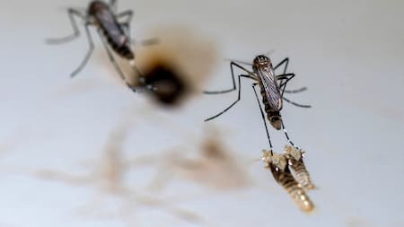 Dengue. Foto: Reuters.