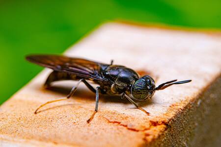 Nuevas especie de moscas negras. Foto: Unsplash